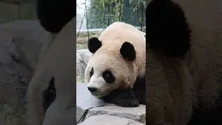 반할 수 밖에 없는 루이의 매력적인 눈빛👀