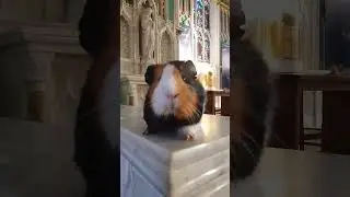 This guinea pig just became the cutest church visitor ever 🐹⛪💖