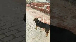 #dogs #gsds #dogbreed #pets #lifeisbutadream #dogdog #labrador #dogtype #cute #funnyanimal