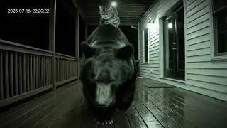 Watch: Cat Riding a Bear! Rare Night Vision Footage