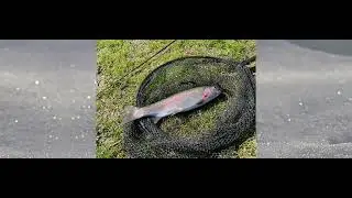 BIGWELL Fly Fishery - Monmouthshire