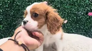 Prince Cavalier 