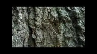 Phasmida  a.k.a Walking Stick