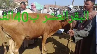اتفرج وشوف الاسعار من سوق دراوو٣ ديسمبر ٢٠٢٤