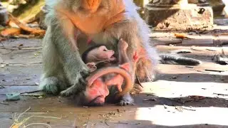 Baby Monkey Berila Cries Loudly Seeking Comfort When Mother Barry Stands Up