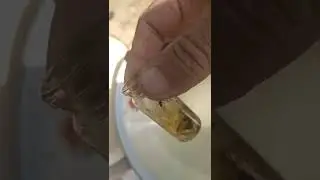 SARIMSAĞIN DÜZGÜN ƏKİLMƏSİ.