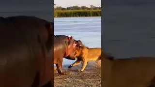 Hippo Crushes Lion&rsquo;s Head