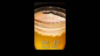 Orange Juice Time Lapse #shorts