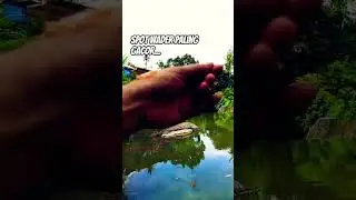 Mancing wader di spot paling gacor... #mancing #shrots