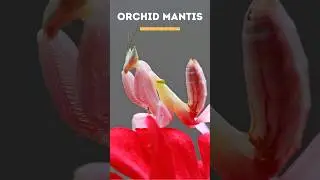 Animals that look like plants #shortsvideo #youtubeshorts #shortsfeed #shortsviral #trending #viral