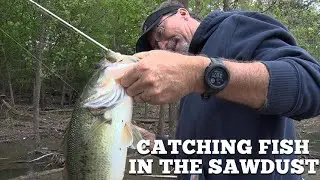 Catching GIANT Bass at Table Rock Lake