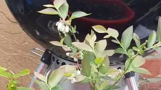 A bee Pollinating my organic blueberry plant