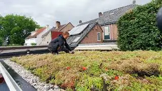 Sedumdak aanleggen