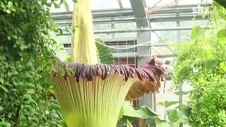 Kieler Titanwurz: Die gr&ouml;&szlig;te Blume der Welt &ouml;ffnet ihre Bl&uuml;te!