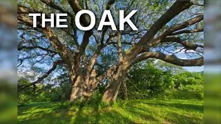 The Oak—composer Marcia Stockton