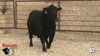 Redland Angus Lot 62