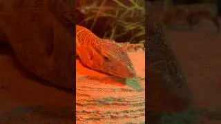 Giant Lizard