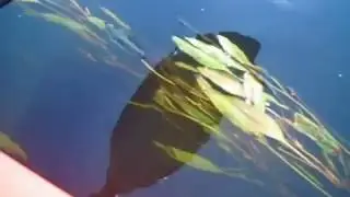 Cu caiacul pe Neajlov