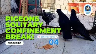 Rogue Pigeons in Solitary Confinement vs. The Flock (Watch Before They ESCAPE!)