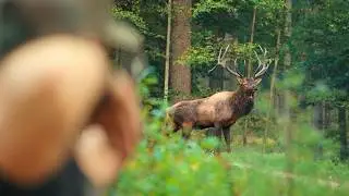 We Found A Shooter Pennsylvania Bull!