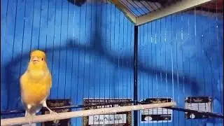 Kenari panjang nan gacorrr