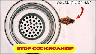 How To Stop Roaches From Coming Up The Drain