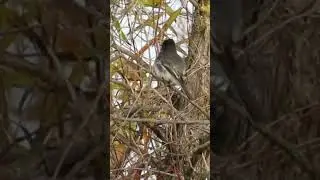 Itchy Black Phoebe #birds  #birding#birdwatching #phoebe #cutebirds #birdshorts #birdshortvideo