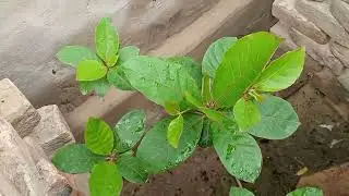 Badam tree in Thar desert/Almond tree in Desert/Successful Almod tree/Badam kee khetee/Almonfls
