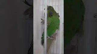 Male Black Face Hagoromo #breeding #budgies #hagoromo