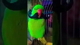 টিয়াপাখি 💓#shorts #shortsfeed #treandingshorts #viral#mithu7