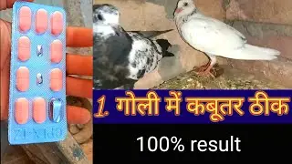Kabutar ke sukhe ka ilaj | Kabutar ke sukhe Ki bimari ka ilaj | kabutar ke sust hone ka ilaj