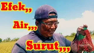 kembali lagi ke spot Rawa Banjar,,,!!Efek Air Surut