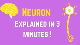 Neuron - The Basic Unit of Nervous System