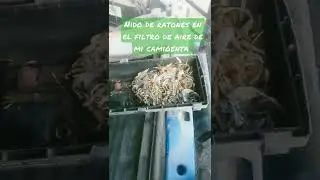 Filtro de aire, con nido de ratones, Doge Ram 😱😱😱😱😱😱😱😱