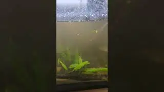 Added some aquarium soil and the tank is cloudy lol