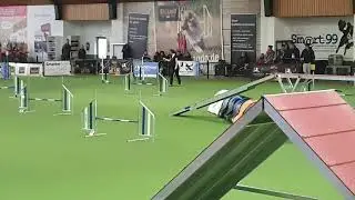 Agility German Classics | Kiwi