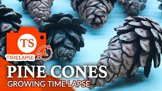 Pine cones opening and closing - Time-Lapse Video 4K