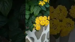 Bunga Kuning ~ Indah Banget ~ Ada Yang Tahu Namanya? #short video youtube#