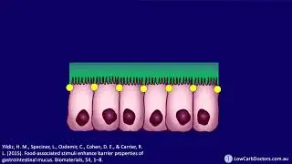 Eating animal fats improves intestinal function