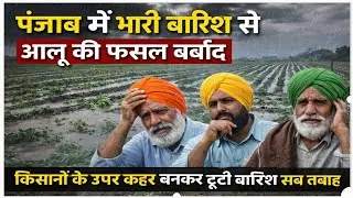पंजाब में भारी बारिश से आलू की फसल बर्बाद।किसानों के ऊपर कहर बनकर टूटी प्राकृतिक आपदा।सब कुछ तबाह 
