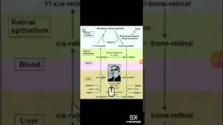 walds visual cycle simple .. explain through Tamil