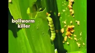 Foolproof Cotton bollworm Control and Prevention