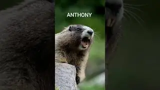 #Marmota chamando Anthony 🤭