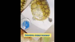 Beautiful turtle tubsetup #youtubeshorts #my turtle pet channel