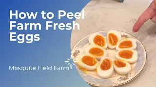 How To Peel Farm Fresh Eggs