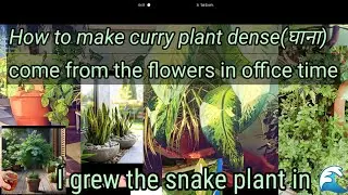 How to grow Arabis at home 🪴🪴💚🪴🪴