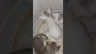 karwachouth barth babay cat🎊👑🐈&zwj;⬛️ #comedy #funny #manimeraj #bhojpuri #facts #funnyvideo #cat #jhop