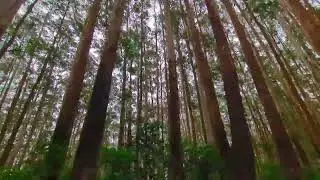 #pineforest #jungle #forest Day - 3