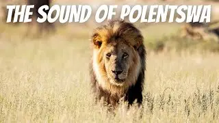 Kgalagadi - Day 9: POLENTSWA. Woke up by a lion!