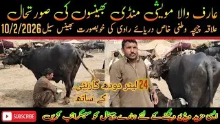 Arifwala Buffalo Market 2026 Latest | Top Nili Ravi Bhains Sale Pakistan 03216761549